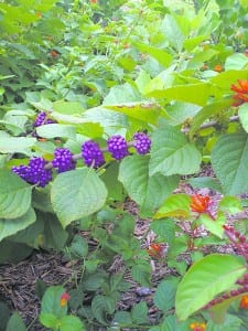 Garden Club 1