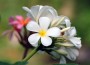 Coconut Grove Flowers