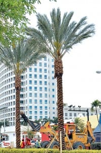 Ponce-Palms