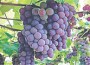 lacrima-grapes