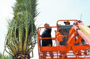 Alhambra Palms Cason