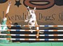 Dog-Show