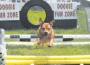 Doggie-Fun-Zone-2