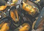 mussels-1