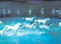 Cavalia-Odysseo7