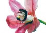 orchid-2