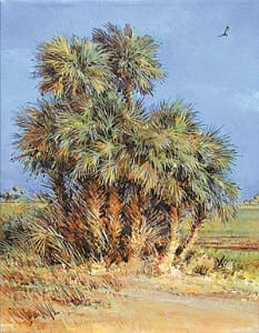 Cabbage-Palms-Dry-show