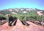 Visit the Scharffenberger Vineyard in the Anderson Valley for delicious champagne.