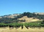 Visit the Scharffenberger Vineyard in the Anderson Valley for delicious champagne.