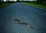 kudzu-snake_263_600x450