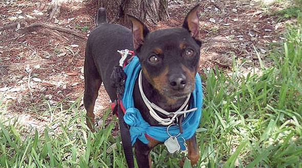 This Dog’s for You! – Miniature Doberman Pinscher This Dog’s for You! – Miniature Doberman Pinscher