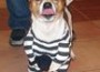 doggie-halloween-featured