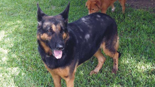 This Dog’s for You-Elena This Dog’s for You-Elena