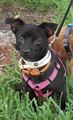 This Dog’s for You-Little Blackie This Dog’s for You-Little Blackie