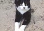 Cat Program Update
