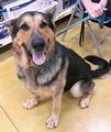 This Dog’s for You-Max This Dog’s for You-Max