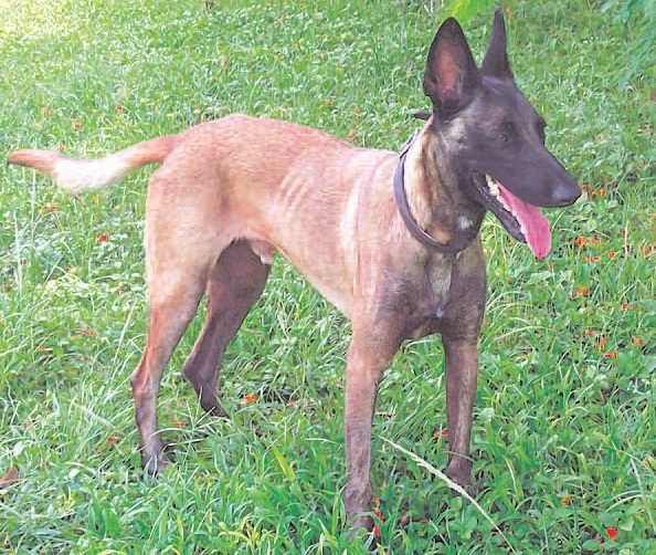 This Dog’s for You-Malinois This Dog’s for You-Malinois
