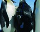 Crittercam exhibit captures world through animals’ eyes