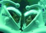 ‘Dine with the Dolphins’ offers unique Valentine’s experience