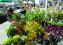 Coral Gables Farmers Market returns
