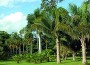 Palmetto Bay Garden Club plans field trip to Montgomery Botanical Center