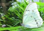 Fairchild Garden’s butterfly dreams