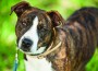 ‘Second Chance Dinner, Auction’ to benefit Born Free Pet Shelter
