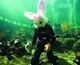 Easter Weekend to get underway with Seaquarium’s BunnyPalooza