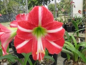 flower1