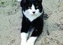 Cat Program Update