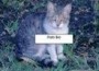 SSIB Takes Pride in its Spay/Neuter Program