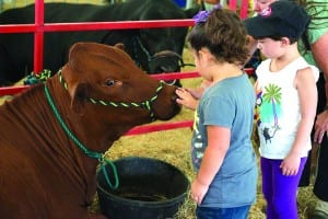 Agricultural and Cattle Show provides a treat for all ages