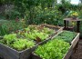 edible-garden