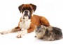 pets2