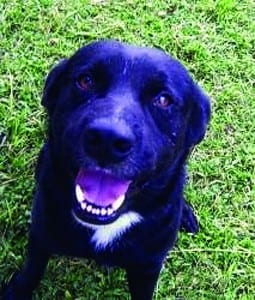 This Dog’s for You!-Drake