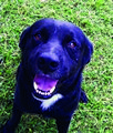 This Dog’s for You!-Drake This Dog’s for You!-Drake