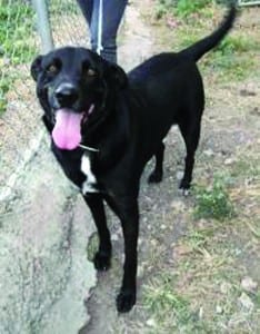 This Dog’s for You-Marble