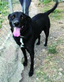 This Dog’s for You-Marble This Dog’s for You-Marble