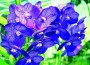 Redland International Orchid Show returning to Fruit and Spice Park