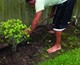 Freshman Matthew Cabanes plants a native Florida Locust Berry tree in