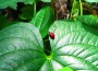 Beetles used to destroy invasive potato leaf vine
