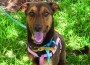 This Dog’s for You!-Beowulf