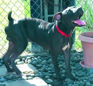 This Dog’s for You!-Hershey