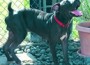 This Dog’s for You!-Hershey