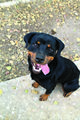 This Dog’s for You-Olympia This Dog’s for You-Olympia