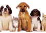 pets_zps013e07c6