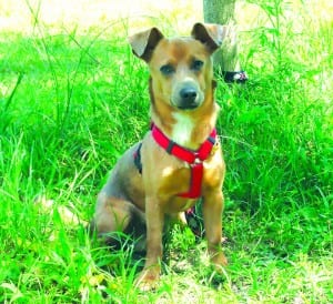 This Dog’s for You - Bombin