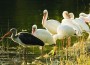 Fairchild TBG accepting entries for Bird Festival photo contest