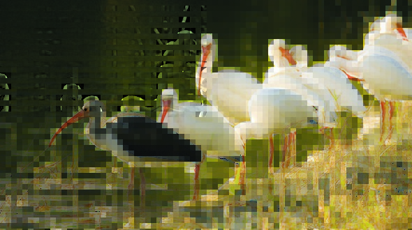 Fairchild TBG accepting entries for Bird Festival photo contest Fairchild TBG accepting entries for Bird Festival photo contest