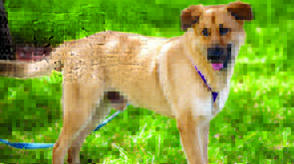 This Dog’s for You – Duke This Dog’s for You – Duke